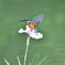 花ショウブとカワセミ