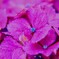 hydrangea　