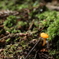 苔上のキノコ