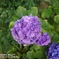 紫陽花