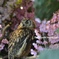 森は花盛り