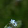 切ない恋の花