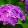 ｐｕｒｐｌｅ