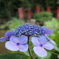 紫陽花