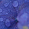 紫陽花