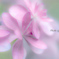 Pastel Color