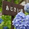 三千院のあじさい