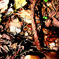 dead leaves
