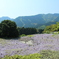 藤の海