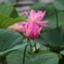 蓮・・・②