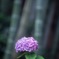 紫陽花と竹林