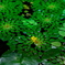 水生植物一輪