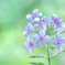 花魁草