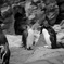 あさってのペンギン