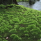 苔寺９