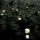 Lotus pond