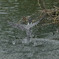 水浴び　飛び出し