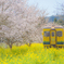 春色の汽車７