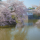小田原城址公園の桜１