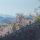 小田原城址公園の桜２