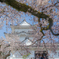 小田原城址公園の桜３