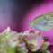 紫陽花と・・・