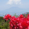 桜島とお花