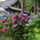 あじさい寺