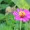 小さな花