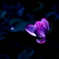 蓮の花