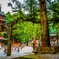 鳥居と木