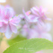 梅雨の華 Ⅲ