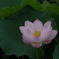 蓮田の夜明け前