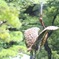 今日も元気に