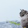 野良猫