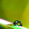 rainbow ring*