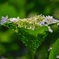 Hydrangea wrapping by leaves