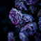 Withered roses 04