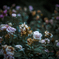 Withered roses 09