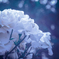 Withered roses 12