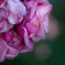 Withered roses 13