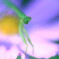 カマキリ