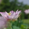 a lotus root