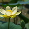 a lotus root