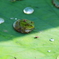 蛙