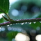 雨上がりの朝