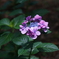 紫陽花