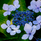 Hydrangea..*