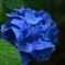 紫陽花