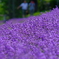 my favorite color